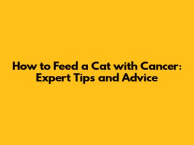 How to Feed a Cat with Cancer: Expert Tips and Advice