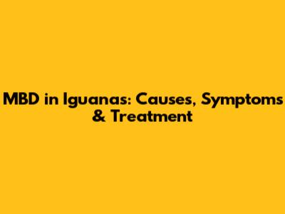 MBD in Iguanas: Causes, Symptoms & Treatment