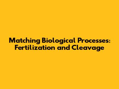 Matching Biological Processes: Fertilization and Cleavage