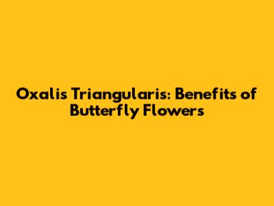 Oxalis Triangularis: Benefits of Butterfly Flowers